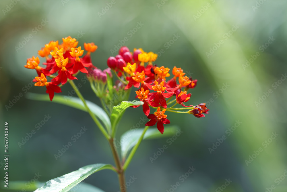 Close-up photo of a red Blood flower (Scarlet milkweed, Asclepias curassavica) in bloom Close-up photo of a red Blood flower (Scarlet milkweed, Asclepias curassavica) in bloom