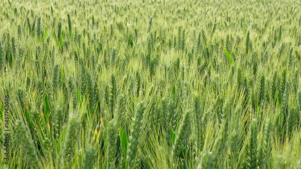 Ripening ears of meadow wheat field. Ears of green wheat close up. Ripening ears of meadow wheat field. Ears of green wheat close up.
