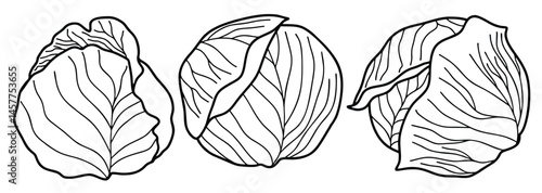 Doodle set of cute Hand drawn outline cabbage vector.
