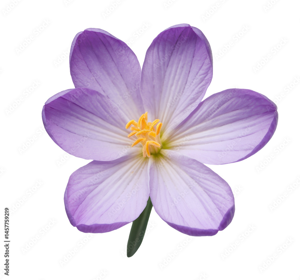 purple crocus flower isolated on white background purple crocus flower isolated on white background