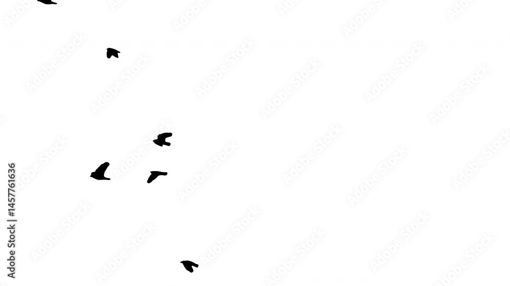 Black silhouette flock of birds flying on white background. Black and white for composite and presentation. Alpha matte isolated.