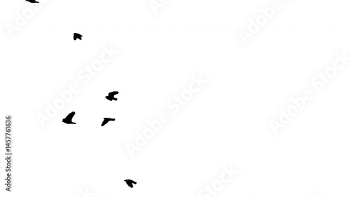Black silhouette flock of birds flying on white background. Black and white for composite and presentation. Alpha matte isolated.