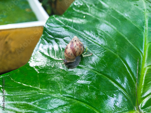 photo of snails on taro leaves