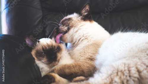 Wallpaper Mural Ragdoll cat cute fluffy paw close up animal Torontodigital.ca