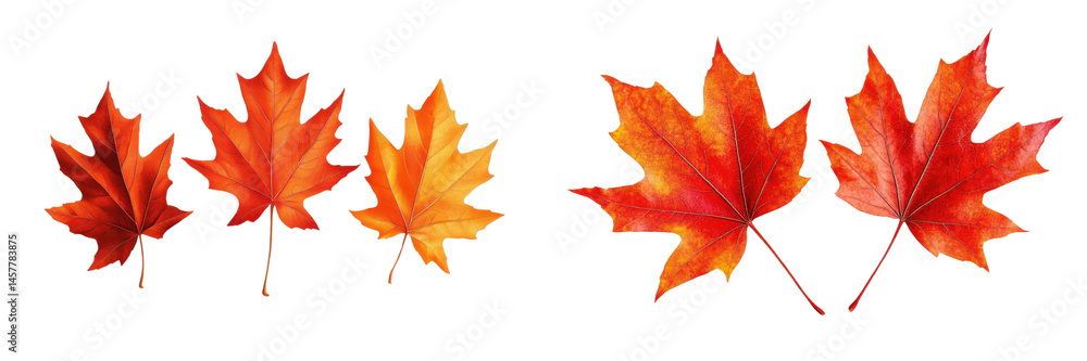 Obraz premium autumn maple leaves on white background