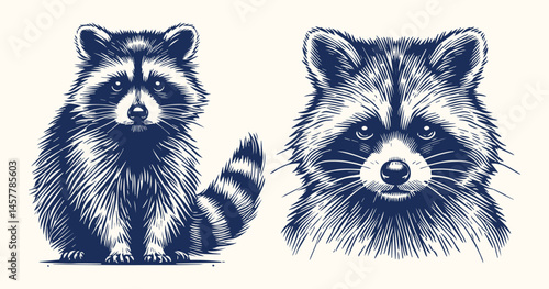 Detailed Raccoon Illustration Clipart