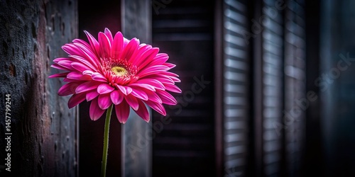 Pink Flower on Black Background - Dramatic Architectural Photography