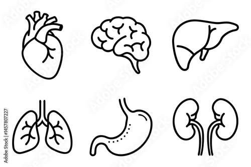 human organ line icon vector kidney, liver, brain, stomachs.eps