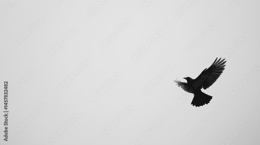 Silhouette of crow in flight against a pale sky Silhouette of crow in flight against a pale sky