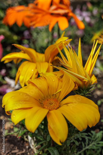 Bright yellow flowers with vivid petals and a central cluster of tiny orange stamen add color to floral setting, basking under soft sunlight. Nature's blend of beauty and vivid hues.