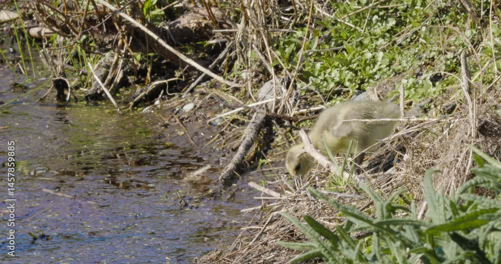 little goslings feeding at the edge of a pond little goslings feeding at the edge of a pond