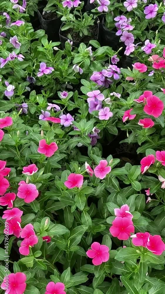 Blooming Garden Through Time Blooming Garden Through Time