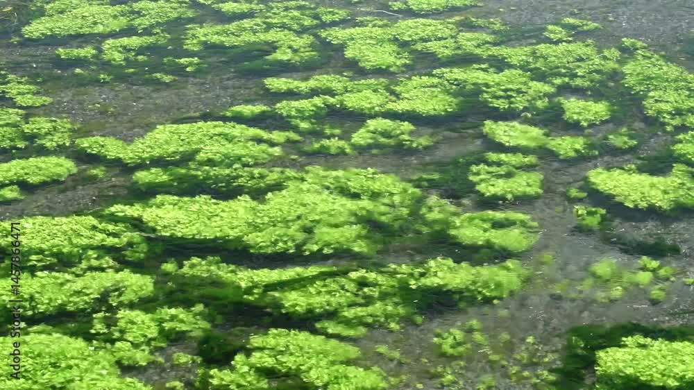 安曇野の清流
安曇野の清流