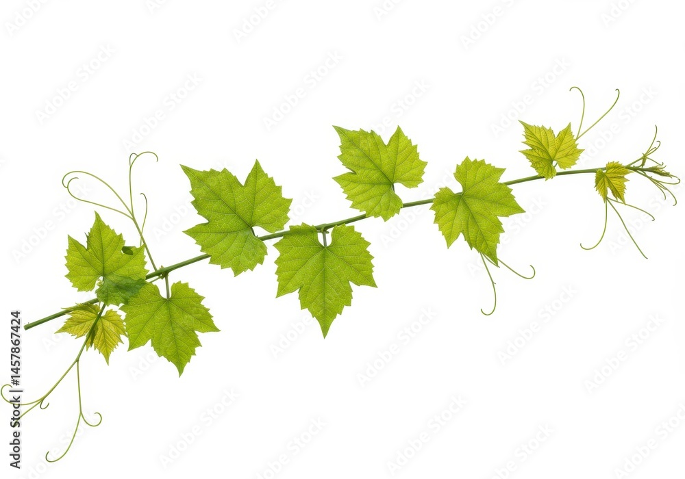 Fototapeta premium Grapevine branch with green leaves and tendrils on white background