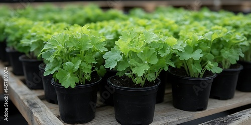 Rows of seedlings in black plastic pots, cultivated with light green foliage, sit on a wooden structure
