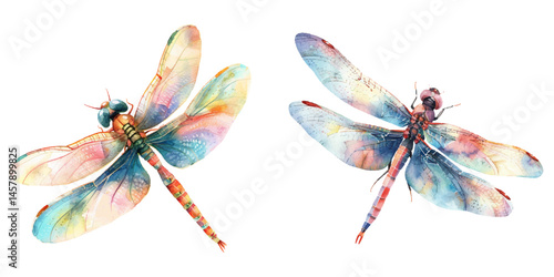 dragonfly watercolor vector illustration