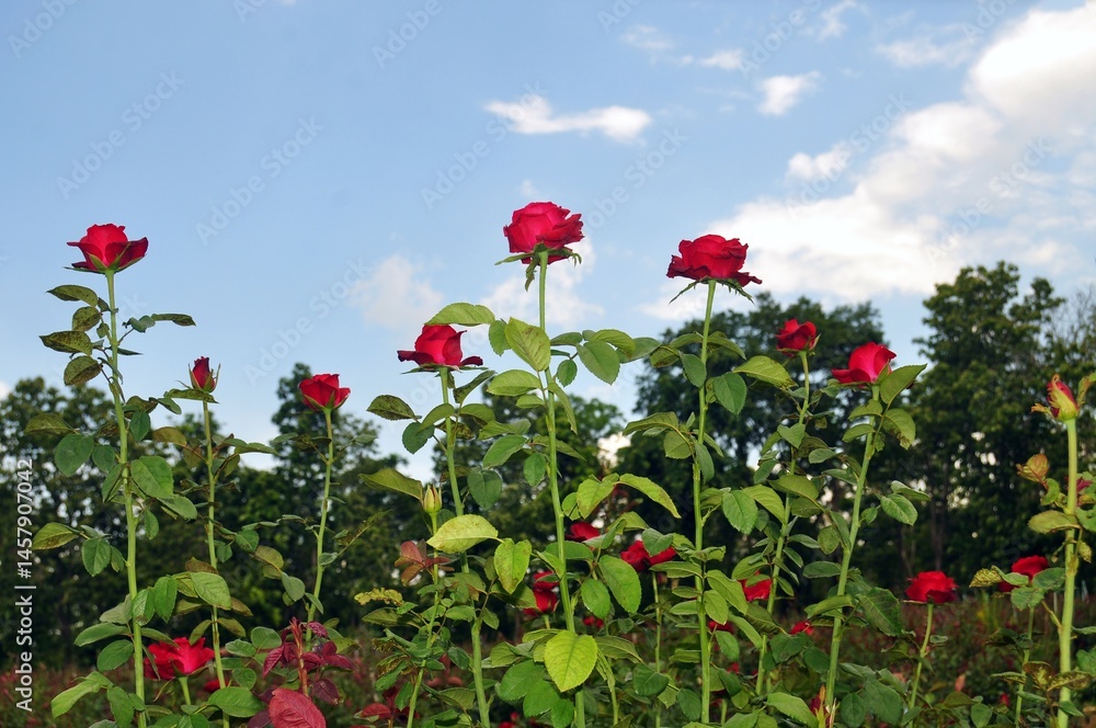 red roses on blue sky background