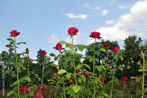 Obraz na płótnie red roses on blue sky background w salonie