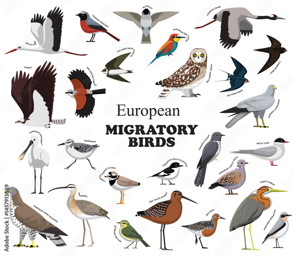 European Migratory Birds Set Vector Collection European Migratory Birds Set Vector Collection