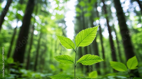 Impact of Invasive Species on Biodiversity in Forest Environments