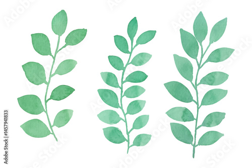 Assortment of watercolor leaves illustration set - green leaf branches collection for wedding, greetings, stationary, wallpapers, fashion, background. olive, green leaves, Eucalyptus etc