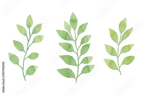 Assortment of watercolor leaves illustration set - green leaf branches collection for wedding, greetings, stationary, wallpapers, fashion, background. olive, green leaves, Eucalyptus etc