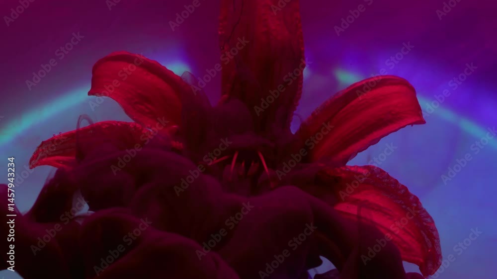 Ink blow. Art nature. Burgundy spray puff shot in red fresh bloom flower. Paint drop flowing mixing on lighted neon violet water abstract background.