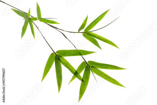 green bamboo leaves isolated on a white background