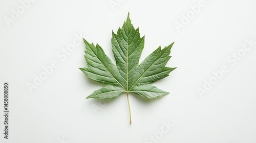 Close-up of a vibrant green maple leaf.