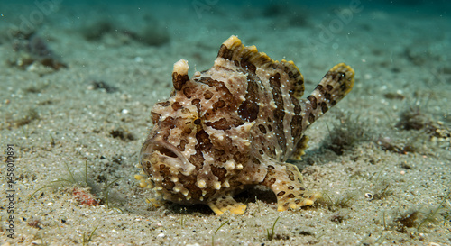 Warty Frogfish Close Up on Sandy Seabed Camouflaged with Textured Mottled Brown and Beige Skin Underwater Nature photo