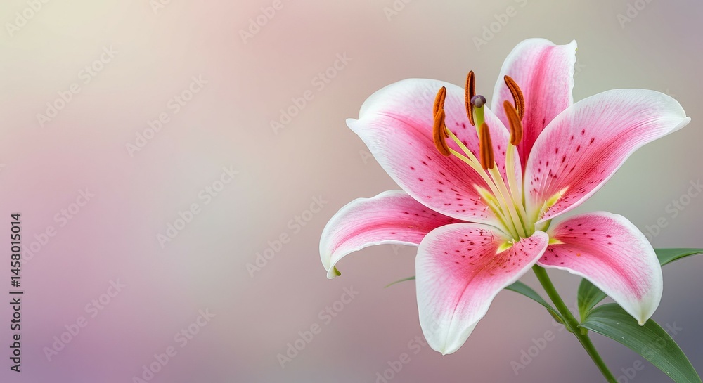 Fototapeta premium Pink lily blossoms in soft light