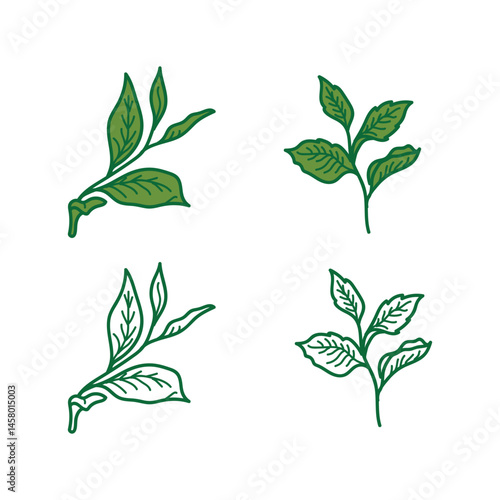 Simple tea leaves vector illustration. Green tea leaf art isolated on white