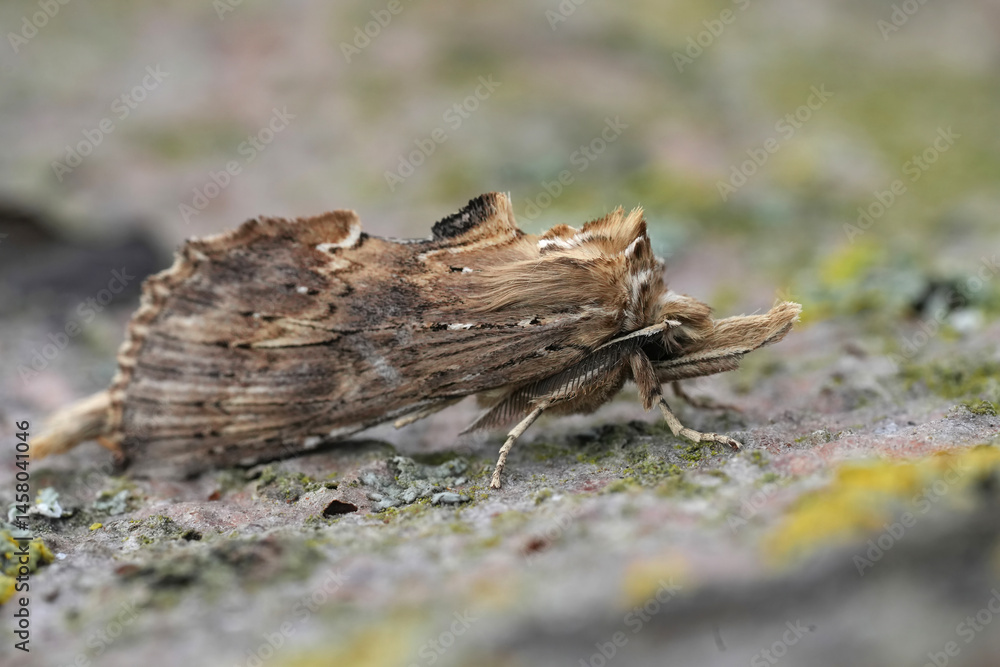 Obraz premium Closeup on a Pale Prominent moth, Pterostoma palpina with it's remarkeable long snout