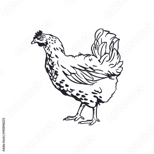Chicken in graphic style. Black ink sketch. Hand drawn vector illustration of domestic farm bird. For greeting cards, labels, banners, posters.