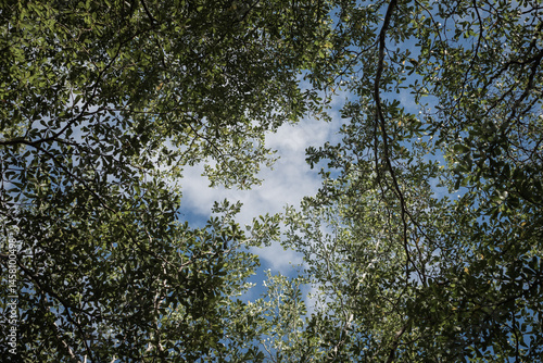 Trees in the forest