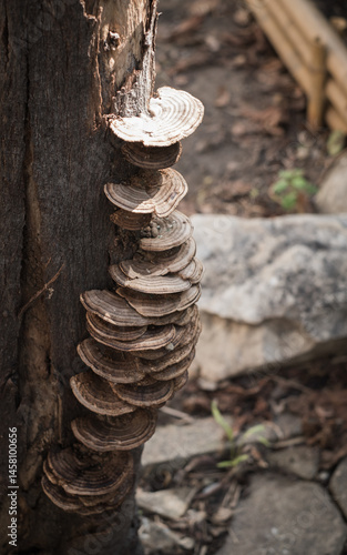 Mushrooms on tree