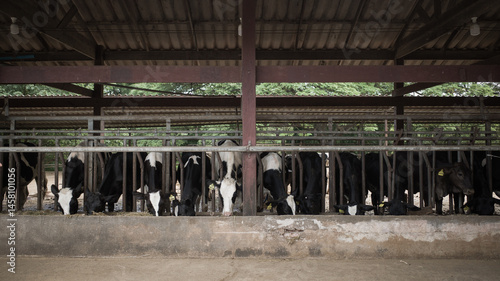 Cows in a farm