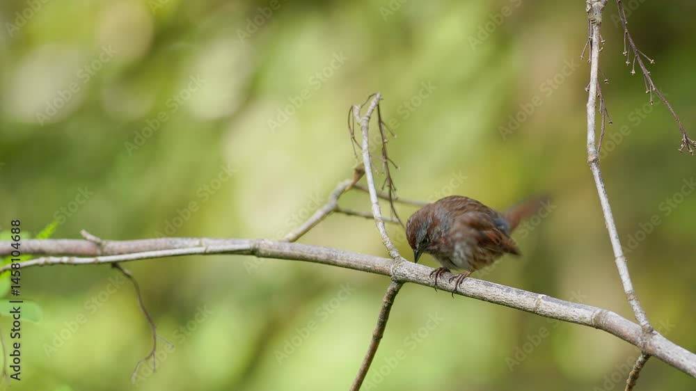 A song sparrow clings to a diagonally angled branch, subtly puffing its feathers and turning its head and singing its song. A song sparrow clings to a diagonally angled branch, subtly puffing its feathers and turning its head and singing its song.