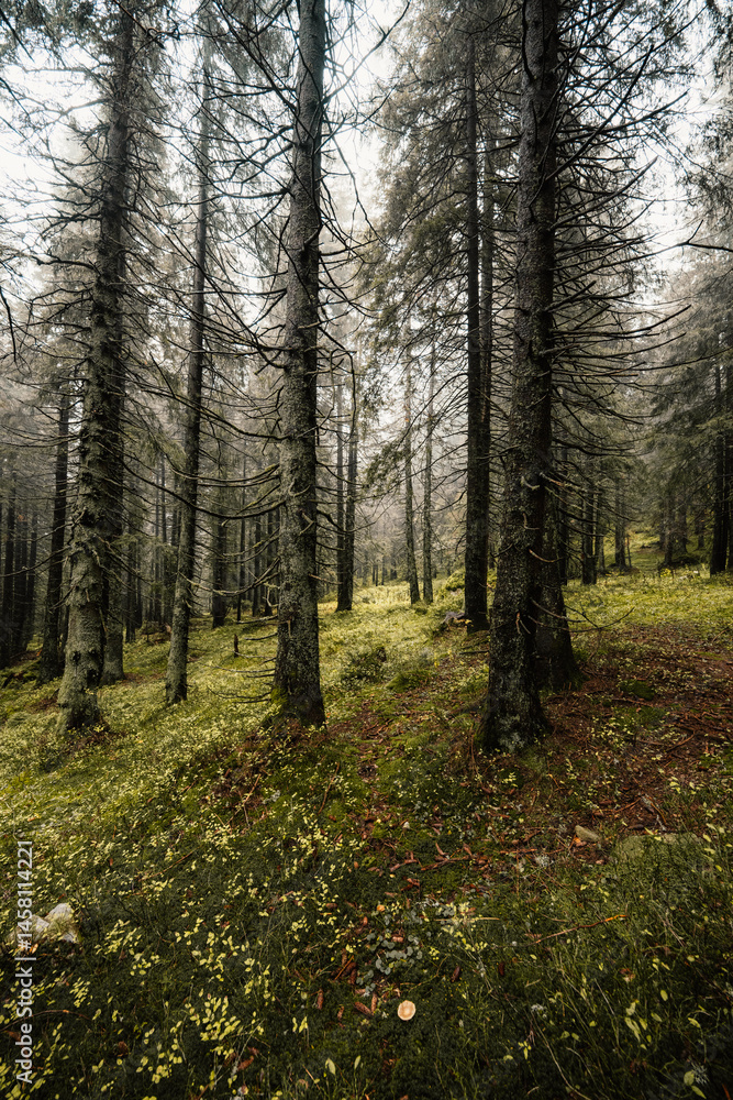 Obraz premium Liptov region hiking in jasna in Low Tatras mountains landscape, slovakia.