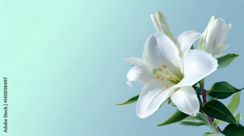 Obraz premium Illustration of a pure white Easter Lily with fresh green leaves, a light blue to bright white gradient background, with empty space on the right for Easter greeting text