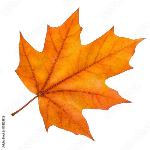 Wallpaper Mural Yellow autumn maple leaf isolated on white Torontodigital.ca