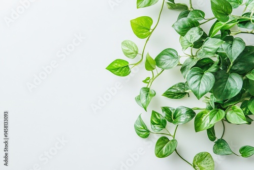 Green Vine on White,