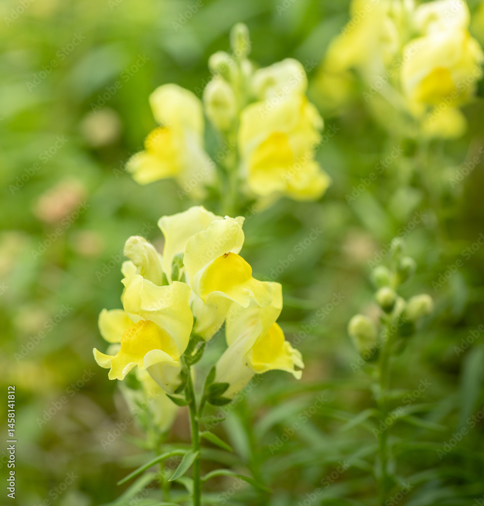 Close up of blooming yellow flowers Snapdragon in spring garden Ideal for seasonal ads, nature blogs Close up of blooming yellow flowers Snapdragon in spring garden Ideal for seasonal ads, nature blogs
