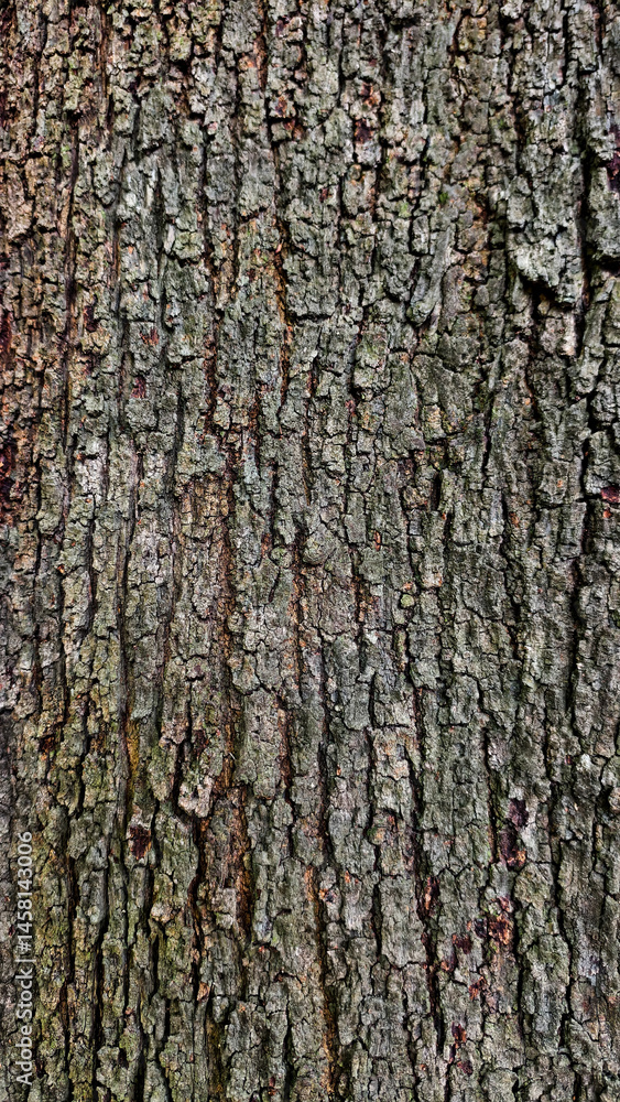 Texture of a Textured Bark: Up-close view of aged tree bark's rough texture, featuring intricate details that hint at the tree's long life and connection with nature. Texture of a Textured Bark: Up-close view of aged tree bark's rough texture, featuring intricate details that hint at the tree's long life and connection with nature.