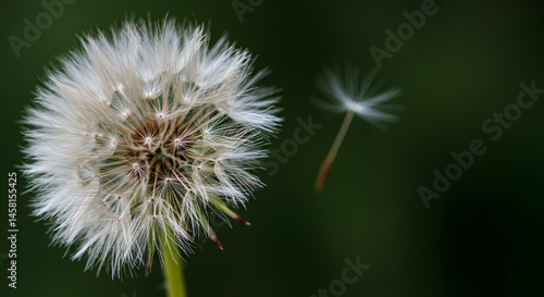 Delicate Dandelion Seed Head with Floating Seed on a Green Background