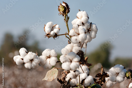 Gossypium is a genus of flowering plants in the tribe Gossypieae of the mallow family, Malvaceae, from which cotton is harvested.