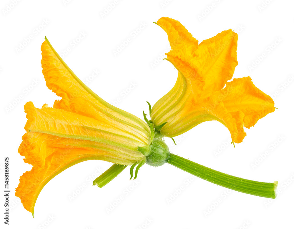 Fototapeta premium Vibrant Yellow Squash Blossoms on Green Stems