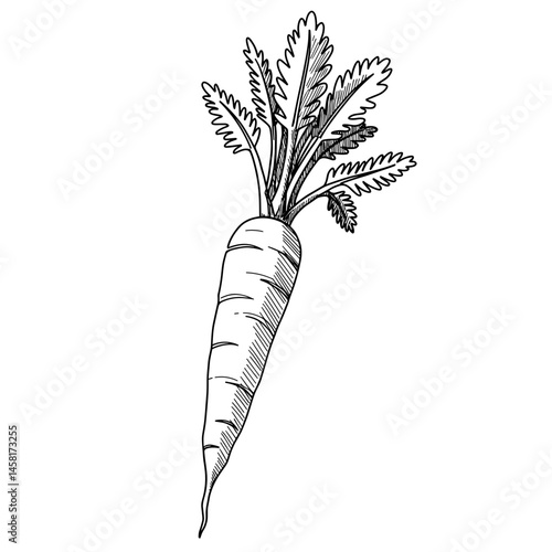 Carrot, black line art illustration on transparent background for logo design, packaging, tattoos, and minimalist decor