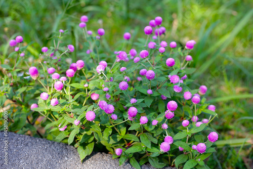 Obraz na płótnie Globe amaranth pink flower or bachelor button flower