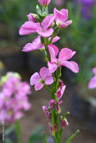 Pink Hoary Stock, Pink Hoary Stock or Matthiola Incana is a member of the Brassicaceae family of flowering plants. It's also commonly known as Brompton Stock, Common Stock, Pink flower in garden